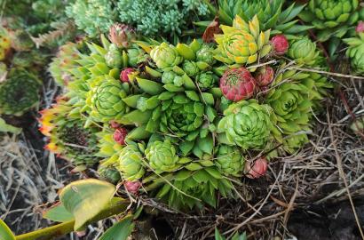 Anykščių rajone parduodami 3 sklypai